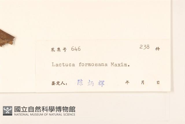 臺灣山苦苣藏品圖，第3張