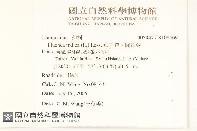 鯽魚膽、闊苞菊藏品圖，第2張