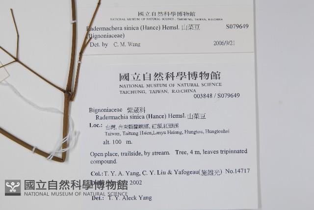 山菜豆藏品圖，第2張