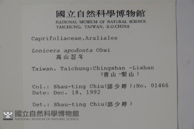 無梗忍冬藏品圖，第2張