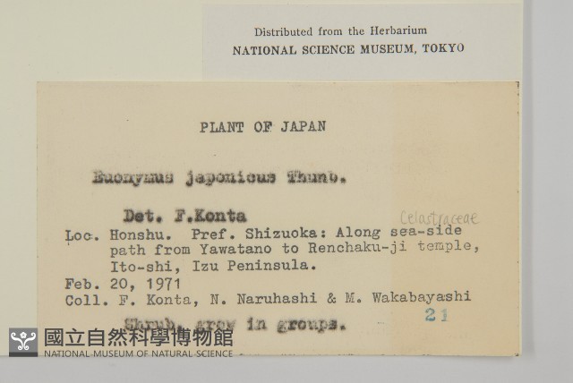 日本衛矛, 大葉黃楊藏品圖，第2張