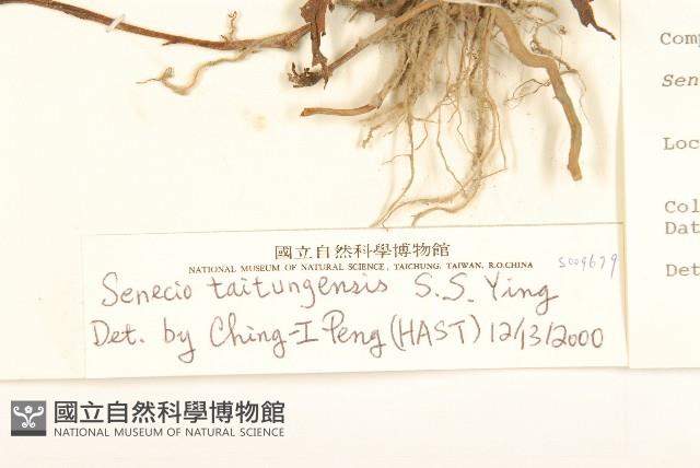 台東黃菀藏品圖，第3張