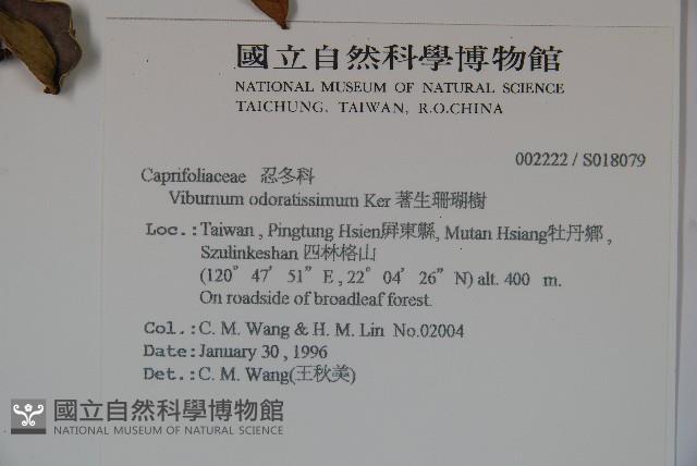 珊瑚樹藏品圖，第2張