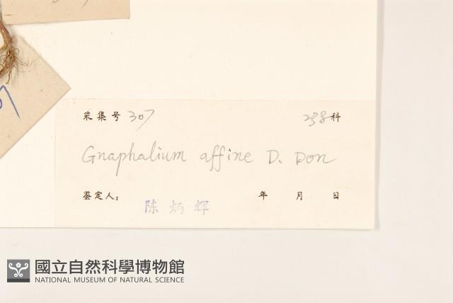 鼠麴草藏品圖，第3張