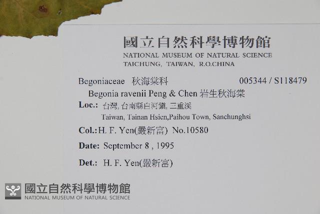 岩生秋海棠藏品圖，第2張