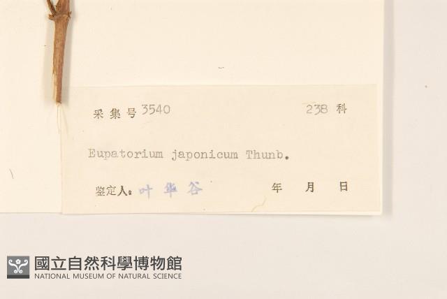 佩蘭、澤蘭藏品圖，第3張