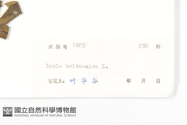 歐亞旋覆花藏品圖，第3張