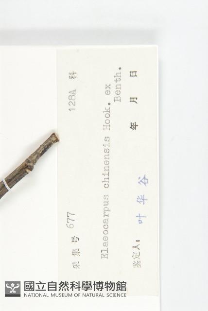 華杜英藏品圖，第3張