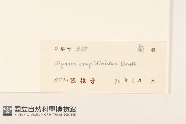 野茼蒿藏品圖，第3張