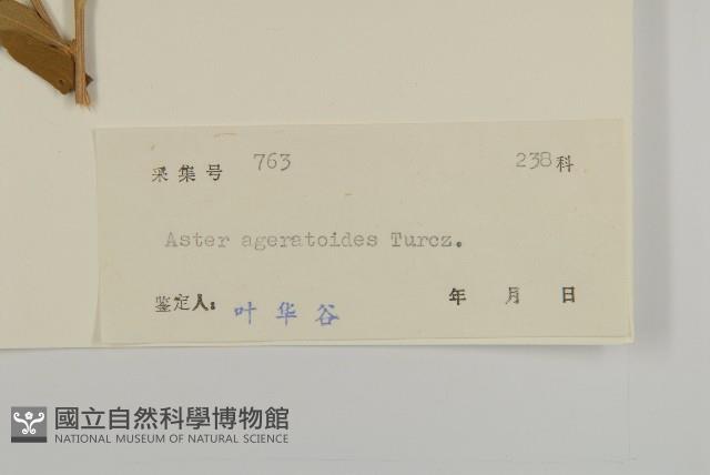 山白蘭藏品圖，第3張