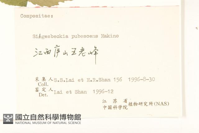 腺梗豨薟藏品圖，第3張