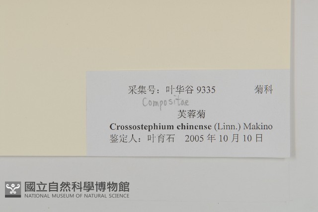 蘄艾、芙蓉菊藏品圖，第3張