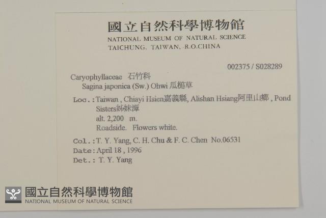 瓜槌草、漆姑草藏品圖，第2張