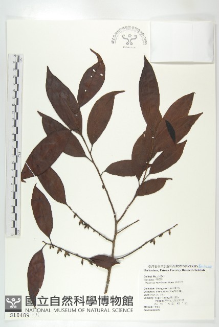 山紅柿藏品圖，第2張