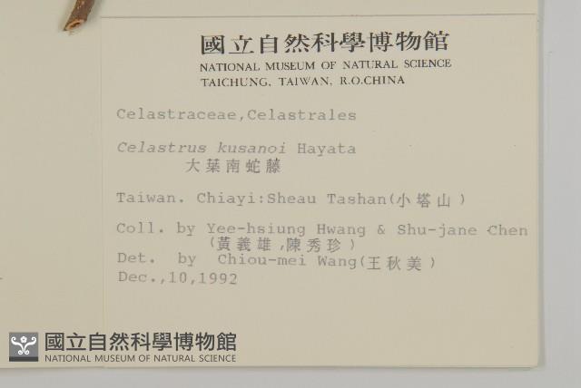 大葉南蛇藤藏品圖，第2張