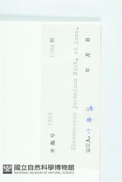 Japanese Elaeocapus Collection Image, Figure 3, Total 3 Figures