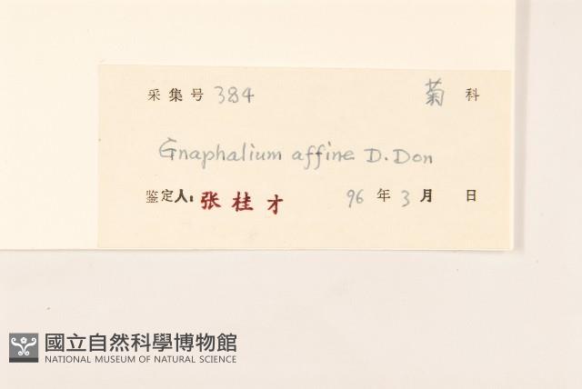 鼠麴草藏品圖，第3張