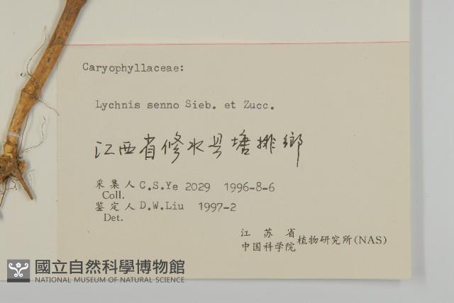 剪秋羅、剪秋紗、漢宮秋藏品圖，第3張