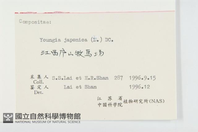 黃鵪菜藏品圖，第3張