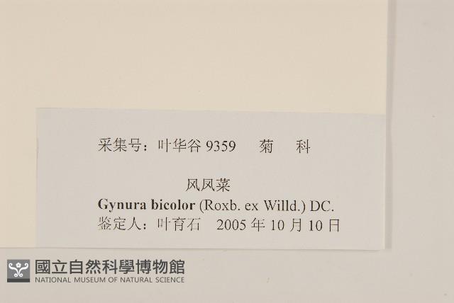 紅鳳菜藏品圖，第3張