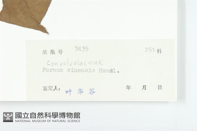 異萼飛蛾藤藏品圖，第3張