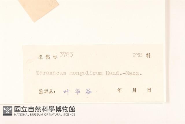 蒲公英藏品圖，第3張