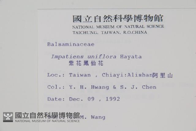 紫花鳳仙花藏品圖，第2張