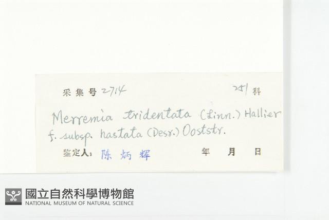 戟葉菜欒藤藏品圖，第3張