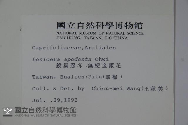 無梗忍冬藏品圖，第2張