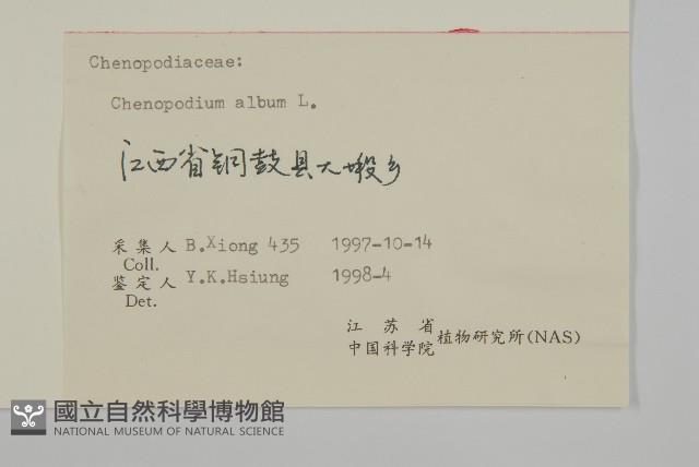 藜、灰藜藏品圖，第3張