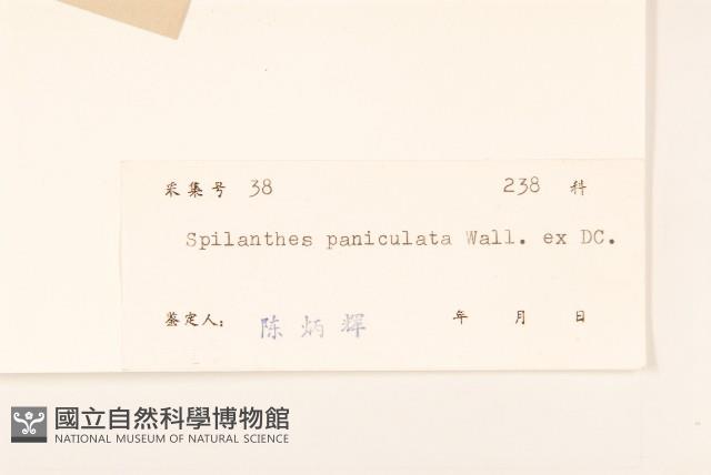 金鈕釦藏品圖，第3張