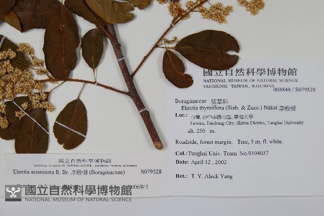 厚殼樹藏品圖，第2張