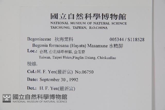 水鴨腳藏品圖，第2張