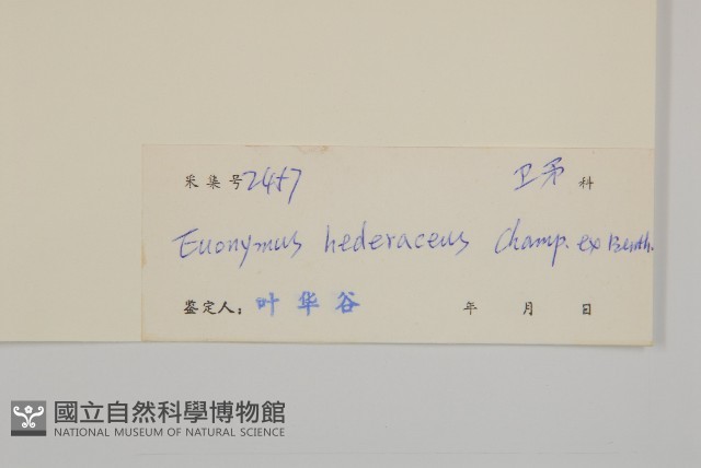常春衛矛藏品圖，第3張