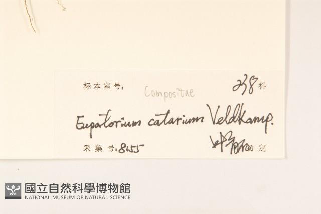 貓腥草藏品圖，第3張