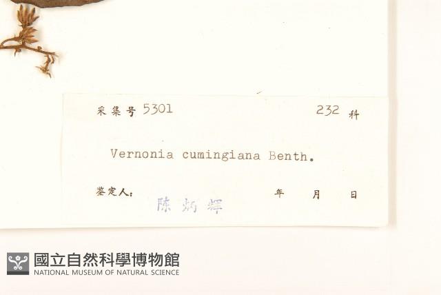 細脈斑鳩菊、毒根斑鳩菊藏品圖，第3張