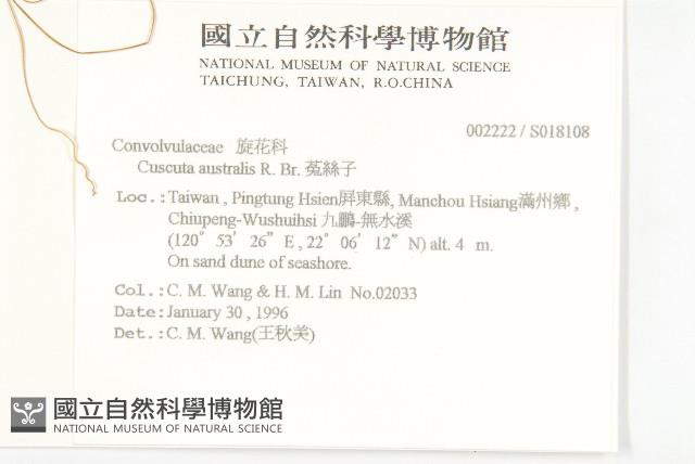 菟絲子藏品圖，第2張