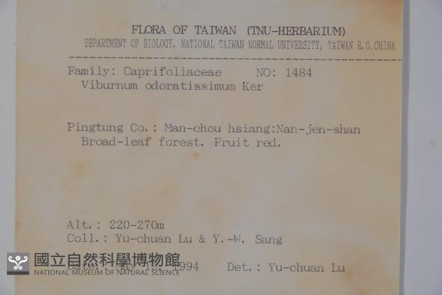 珊瑚樹藏品圖，第2張
