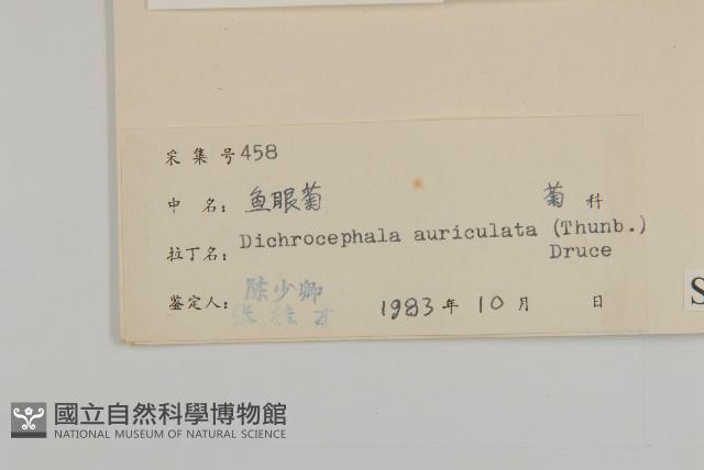 魚眼菊藏品圖，第3張