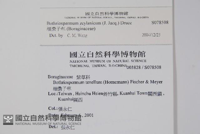 細纍子草藏品圖，第2張