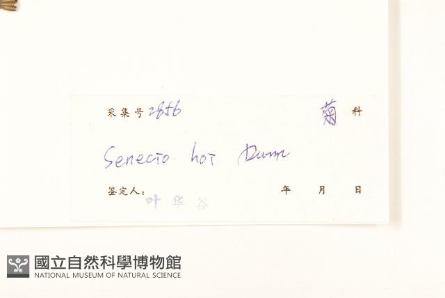 滇南千里光藏品圖，第3張