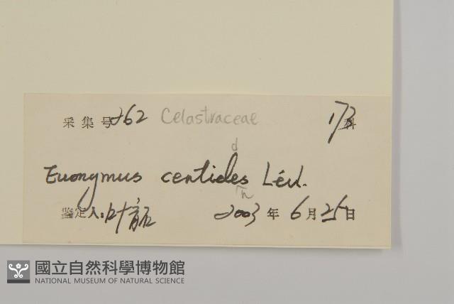 百齒衛矛藏品圖，第3張