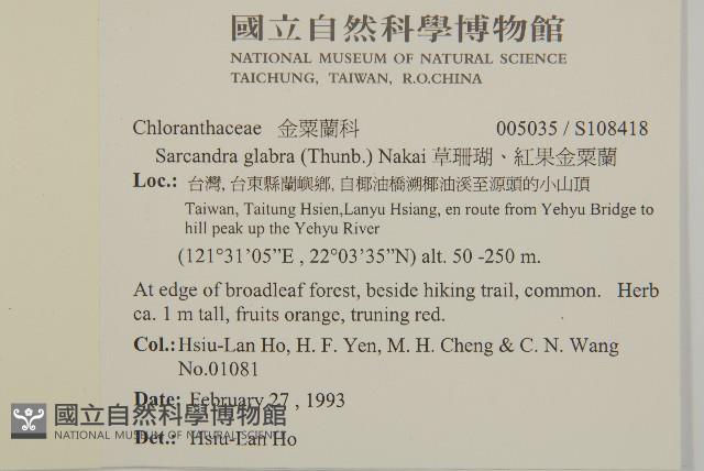 草珊瑚、紅果金粟蘭藏品圖，第2張