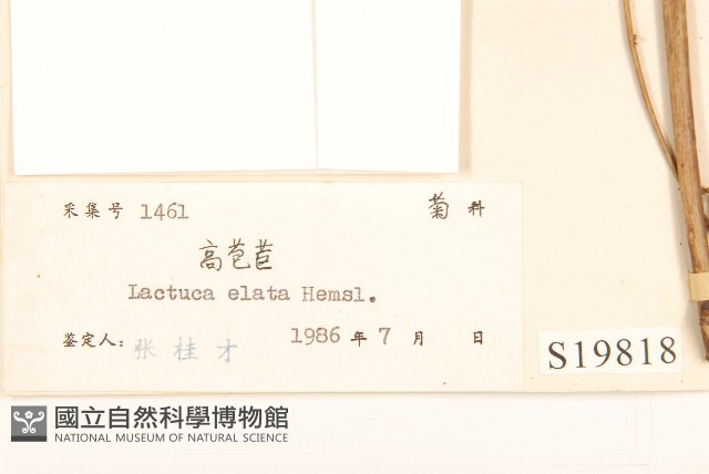高苞苣藏品圖，第3張
