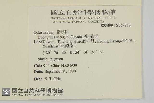 刺果衛矛藏品圖，第2張