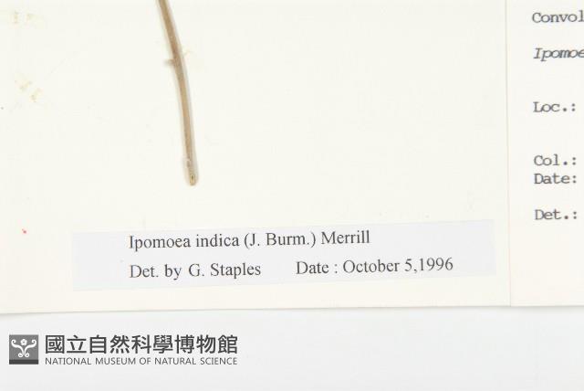 銳葉牽牛藏品圖，第3張