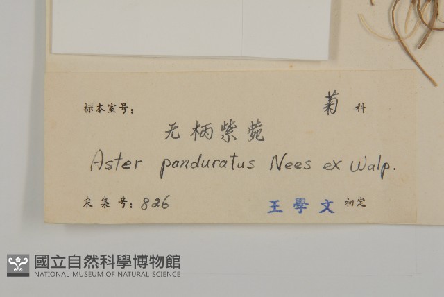 琴葉紫菀藏品圖，第3張