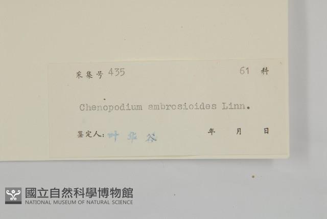 臭杏、土荊芥藏品圖，第3張