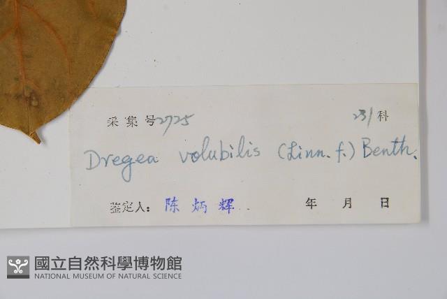 華他卡藤藏品圖，第2張