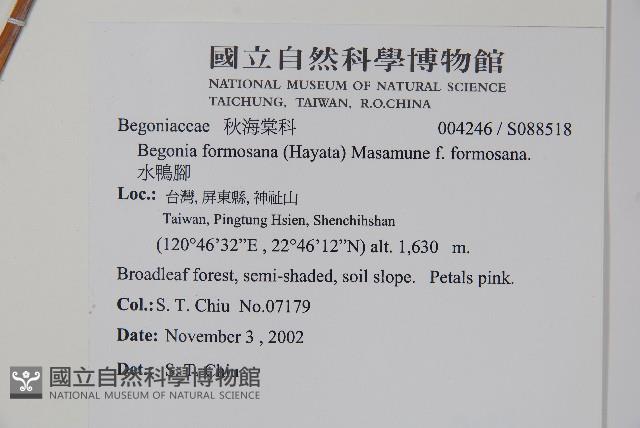 水鴨腳藏品圖，第2張